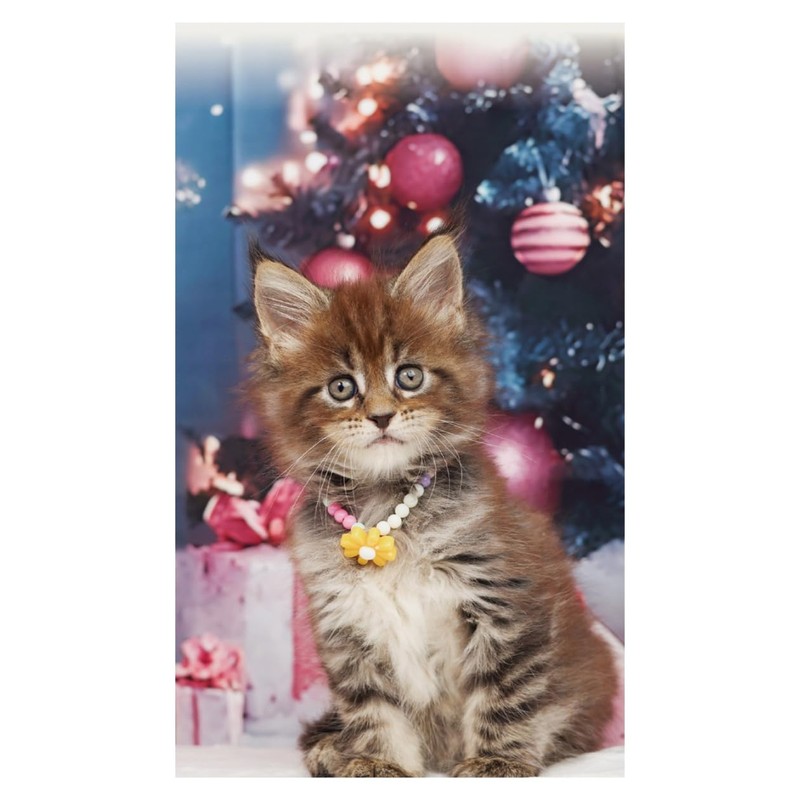 2026 Calendar Kitten (Tabletop)