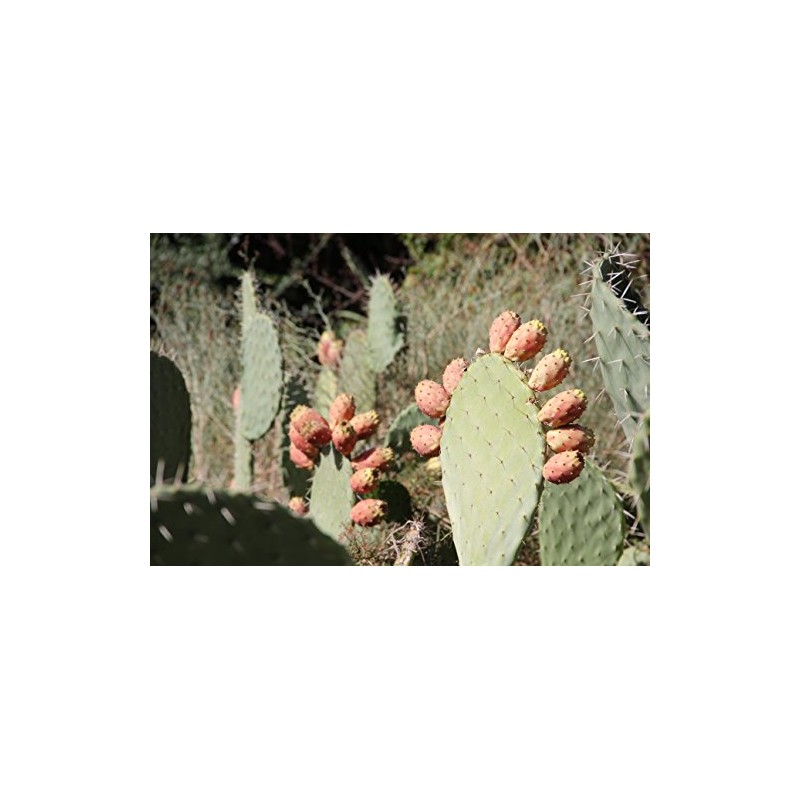 Rose De Marrakesh neroriba-mu G