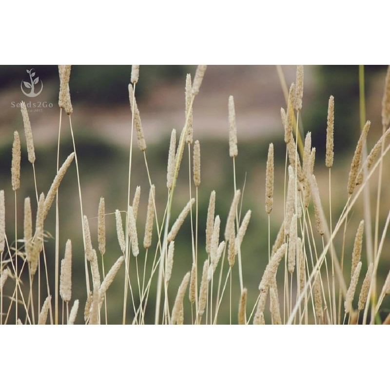 Climax Timothy Grass Seeds, 5 Pounds Pack by Seeds2Go