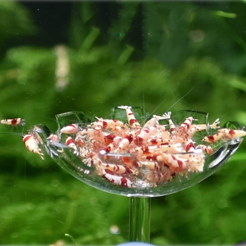 JZMYXA Shrimp Feeding Dish Shrimp Feed Dish, High Transparent Acrylic