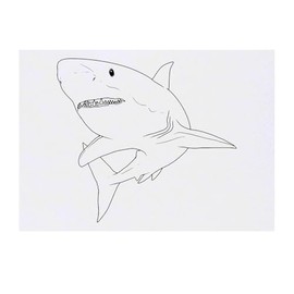 Azeeda 'Großer Weißer Hai' Temporäres Tattoo - Hautfreundlicher & Ungiftiger Abziehbild · Wasserfest (TO00085109)