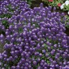 Outsidepride Violet Queen Alyssum Seeds - 5000 Pcs Annual, Drought-Tolerant