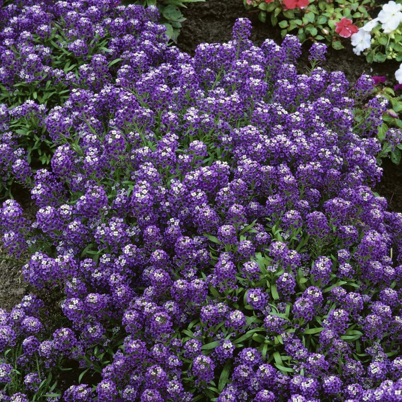 Outsidepride Violet Queen Alyssum Seeds - 5000 Pcs Annual, Drought-Tolerant