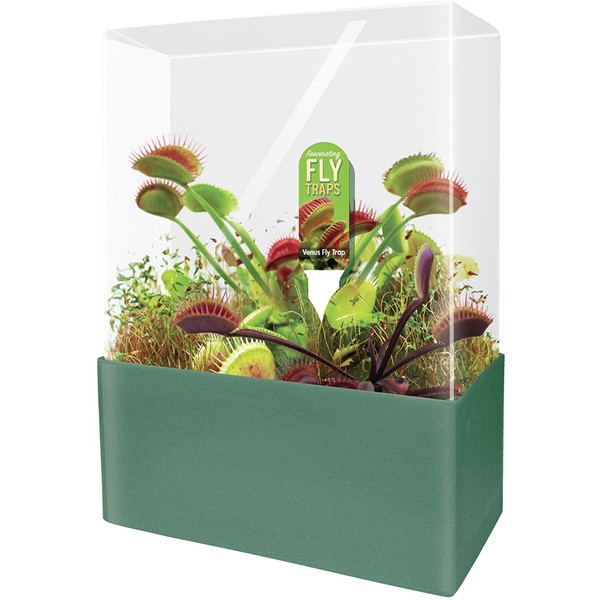 Unique Gardener Grow Your Own Venus Fly Trap - Complete Kids Terrarium Kit to Plant Fascinating Man Eating Fly Traps - Includes Everything Needed to Get Started