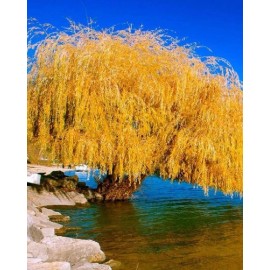 Toadstool Seeds 5 Yellow Willow Seeds Tree Weeping Flower Giant Flowers Seed Perennial 115