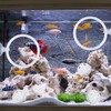 2 - Piece Betta Fish Exercise Ring & Filter Balls