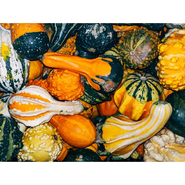 “Autumn Wings Large Mix” Decorative Gourd Seeds – Unique Winged