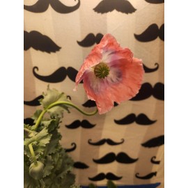 Izmir Poppy TRUE Izmir Asian OB Poppy Seed (Papaver S.) 1500 Seeds