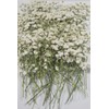 100 pcs Real Pressed Dried Flowers Mini White Gypsophila Baby's
