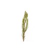 The Jonsteen Company Pond Cypress | Medium Tree Seedling |
