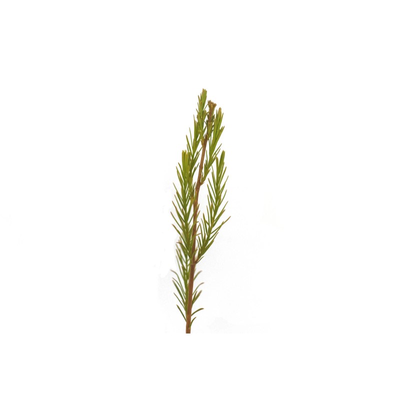 The Jonsteen Company Pond Cypress | Medium Tree Seedling |