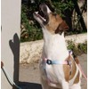 Dog Leash Hitch Parking Hook Heavy Duty Wall-Mount Stainless Steel