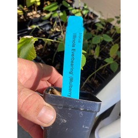 Red Mulberry - Cold Hardy - Illinois Everbearing - Morus Rubra