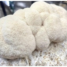 North Spore Organic Lion's Mane Mushroom Liquid Culture | Mushroom Growing | Hericium erinaceaus | Made by Mycologists