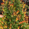 Fairy7Seas Firecracker Vine Seeds- Mina Fire Vine, Spanish Flag Vine,