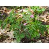 Lowhill Valley Herb Robert Herbal Tea - Natural Wellness Infusion