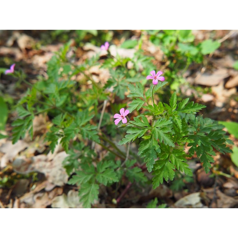 Lowhill Valley Herb Robert Herbal Tea - Natural Wellness Infusion