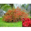 Chaenomeles japonica: Japanese Dwarf Flowering Quince Seeds