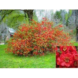 Chaenomeles japonica: Japanese Dwarf Flowering Quince Seeds
