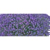 Lavender Flower Buds - Bulk - Culinary by Findlavender (4,