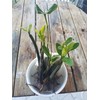 10 LIVE Mangroves - Red Mangrove Seedlings - Filtration, Aquarium,