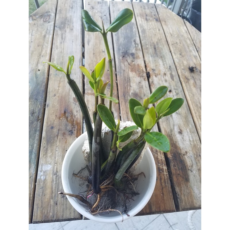 10 LIVE Mangroves - Red Mangrove Seedlings - Filtration, Aquarium,