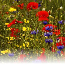 Wildflowers Mix