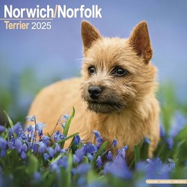 Norwich/Norfolk Terrier Calendar 2025 | Square Dog Breed Wall Calendar - 16 Month
