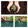 Kale Black Magic Seeds – Improved Variety, Specially Bred for