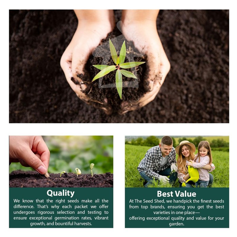 Kale Black Magic Seeds – Improved Variety, Specially Bred for