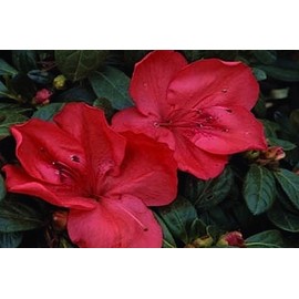 Amagasa Azalea (Rhododendron 'Amagasa')