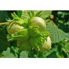 Buy Rare Seeds Corylus avellana | Hazel | 5_Seeds