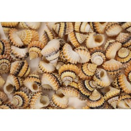 70 - Natural Tectarius Conronatus Seashells, Peach and White Craft Shells, 5/8 Inch, Matte Finish Sailors Vailentines,Beach Art Supply, SS-420