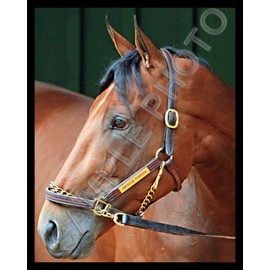 American Pharoah Closeup Triple Crown Champion Horse Racing 8X10 Photo #2