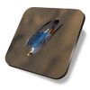 1 x Square Coaster - Peregrine Falcon Bird Dive Cork