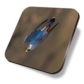 1 x Square Coaster - Peregrine Falcon Bird Dive Cork Backed MDF Glossy Tea Coffee Accessory #53135