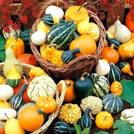 Pumpkin Ornamental Mix Seeds – Annual Decorative Gourds (Cucurbita Pepo) | Heirloom, Non-GMO, Open-Pollinated Fall Decoration Variety