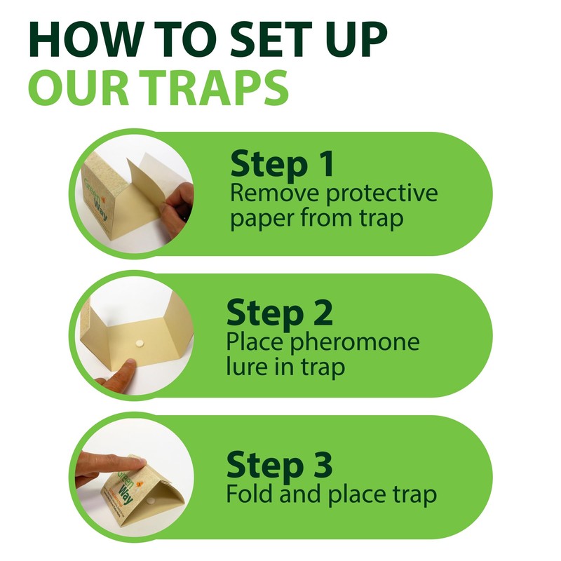 Greenway Silverfish and Spider Traps, Non-Toxic Indoor with High-Strength Glue