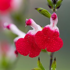 Salvia Hot Lips Plants | 3 Live Seedlings | Salvia microphylla | Red and White Bi-Color Flowers | Hardy Perennial for Sunny Gardens