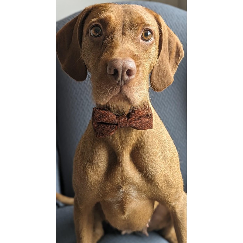 Burnt Orange Wool Dog Bow Tie