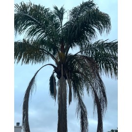 Fresh 30 Fresh Queen Palm Seeds
