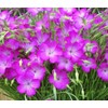 100 Agrostemma Seeds Ocean Pearls Rose Corncockle Agrostemma Githago Pink