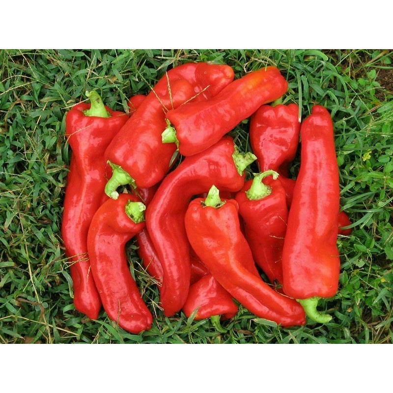 CEMEHA SEEDS - Seeds Giant Sweet Bell Pepper Red Horn