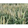 USA Grown Organic Millet, Whole Grain Seeds non GMO Hulled