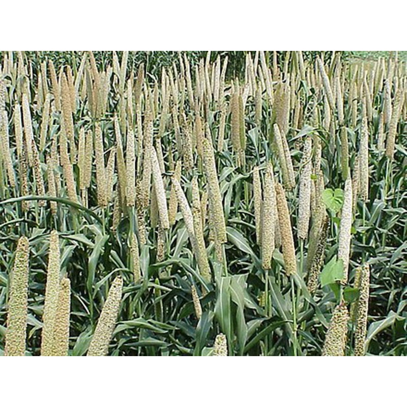 USA Grown Organic Millet, Whole Grain Seeds non GMO Hulled