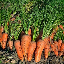 Royal Chantenay Carrot Seed - 5 Lb ~1,600,000 Seeds - Non-GMO, Heirloom Vegetable Garden Seeds - Gardening, Microgreens