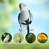 Parrot Harness and Leash Set,Bird Harness for Parrot,Pet Parrot Bird