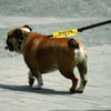 Funny Dog Leash Sleeve Reactive Dog Please Give Us Dog