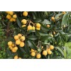 Loquat Tree 20 PCs Loquat Seeds Tropical Tree Sweet Fruit