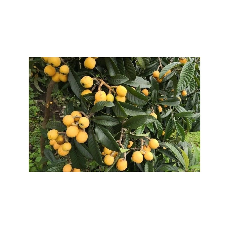 Loquat Tree 20 PCs Loquat Seeds Tropical Tree Sweet Fruit
